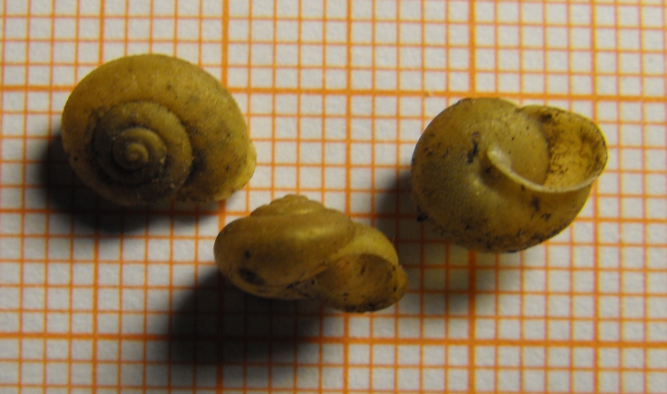 Ponentina martigena (Frussac 1832) dall''Andalusia